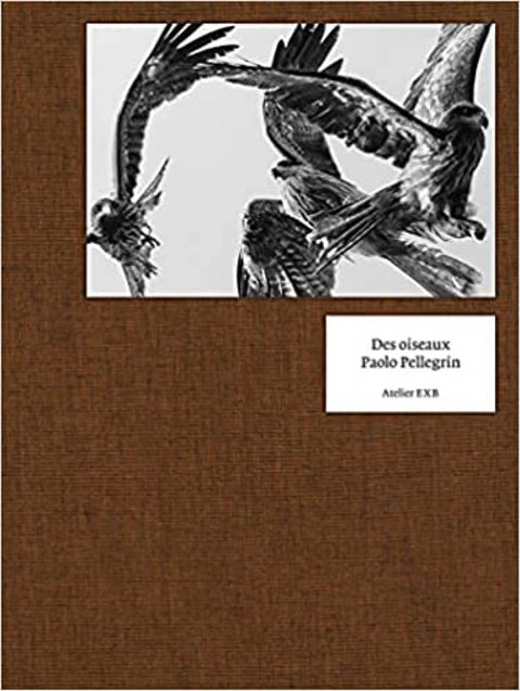  DES OISEAUX- PAOLO PELLEGRINI 