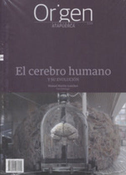  El cerebro humano 