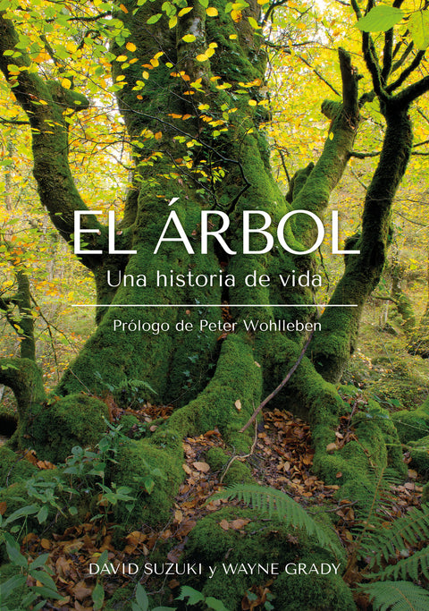  El Árbol 