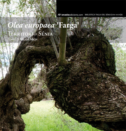  Olea europaea 'farga' 