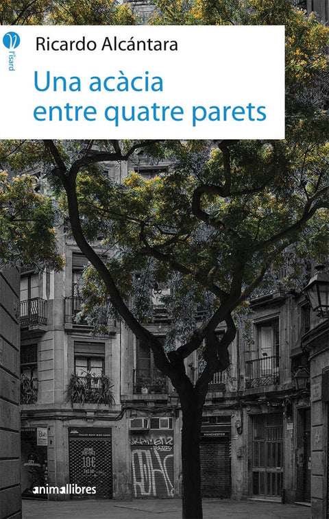  UNA ACÀCIA ENTRE QUATRE PARETS 