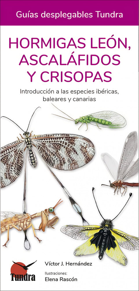  HORMIGAS LEON, ASCALAFIDOS Y CRISOPAS 