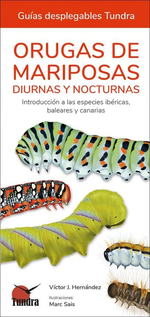  ORUGAS DE MARIPOSAS - GUIAS DESPLEGABLES TUNDRA 