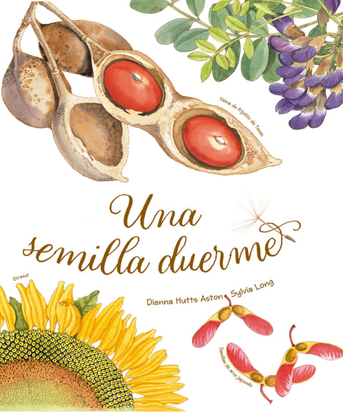  Una semilla dueme 