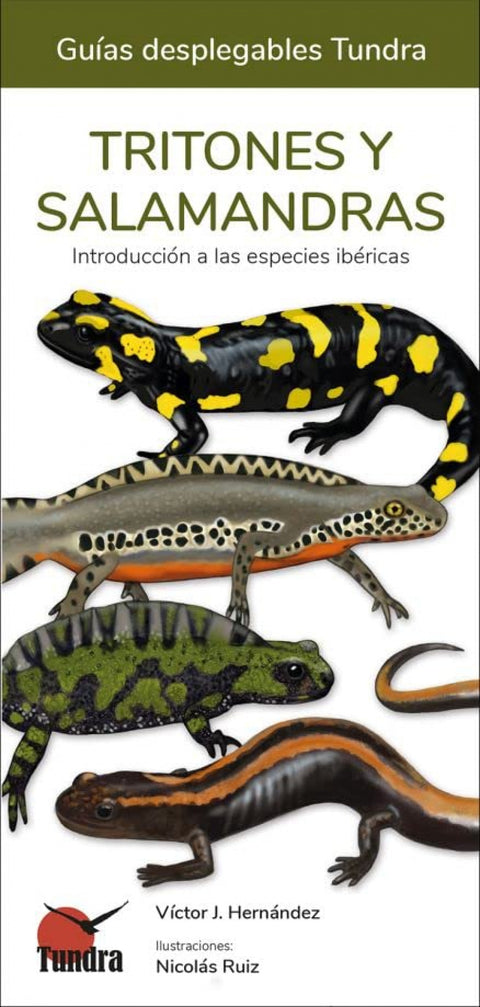  TRITONES Y SALAMANDRAS 