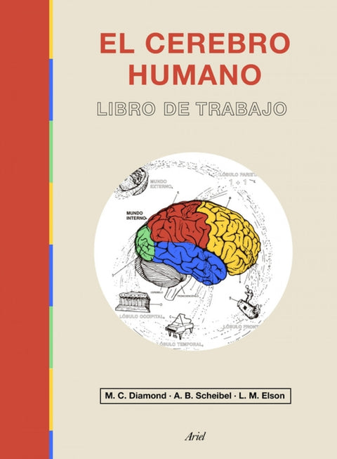  El cerebro humano 