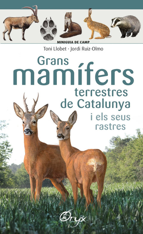  GRANS MAMIFERS TERRESTRES DE CATALUNYA I ELS SEUS RASTRES 