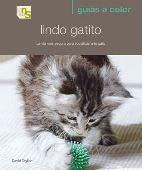  Lindo gatito 