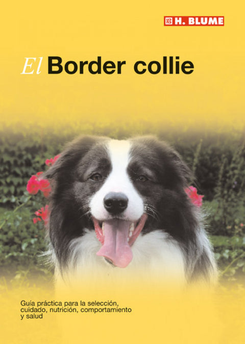  El border Collie 