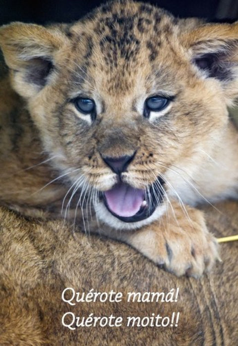  (POSTAL) Quérote Mamá León 