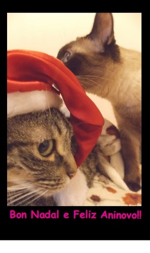  (Postal) Bon Nadal Gatiños 