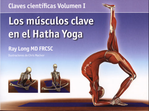  Los músculos clave en el Hatha Yoga 