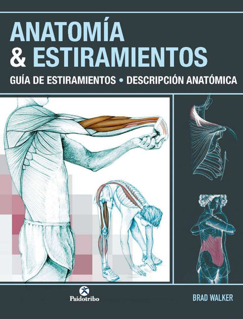  ANATOMÍA &amp;ESTIRAMIENTOS. Guía de estiramientos. Descripción anatómica (Color) 